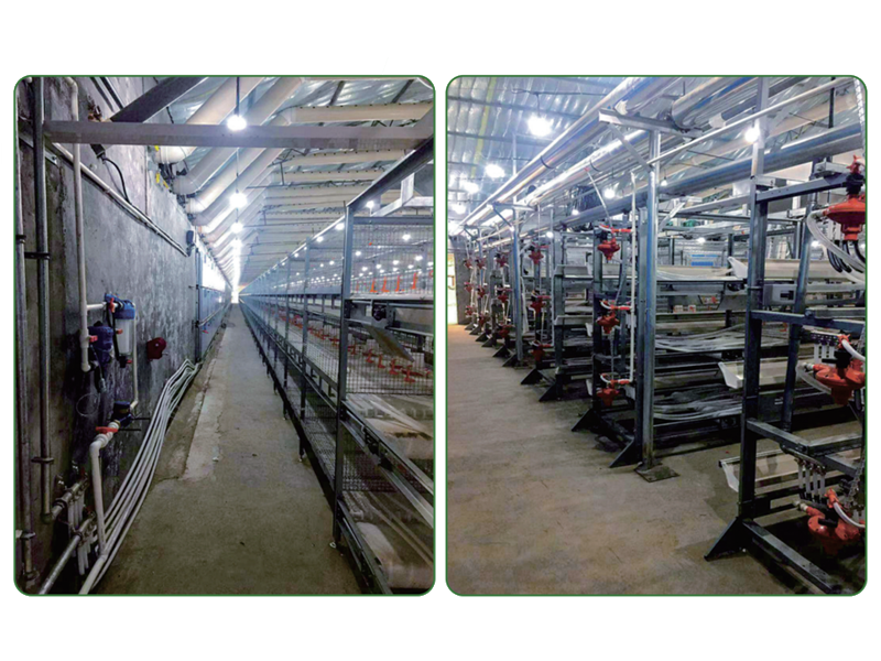 Automated broiler cage equipment